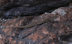 Podarcis carbonelli berlengensis