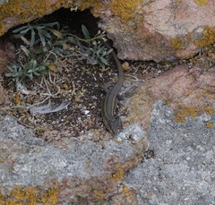 Podarcis carbonelli berlengensis