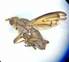 Tetanocera elata