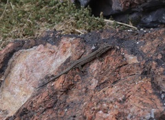 Podarcis carbonelli berlengensis