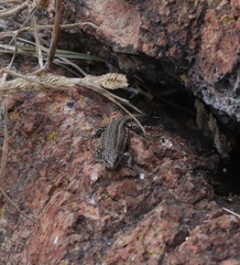 Podarcis carbonelli berlengensis