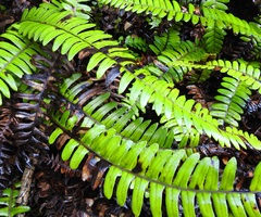 Blechnum durum
