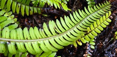 Blechnum durum