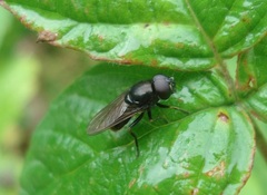 Cheilosia vernalis