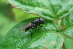 Cheilosia vernalis