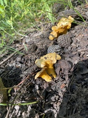Cantharellus roseocanus