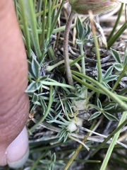 Trifolium andersonii