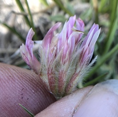 Trifolium andersonii