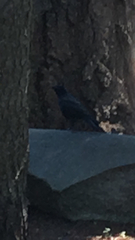 Corvus brachyrhynchos