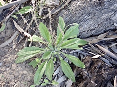 Plantago cunninghamii