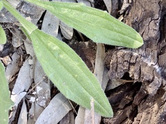 Plantago cunninghamii