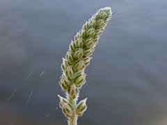 Plantago cunninghamii