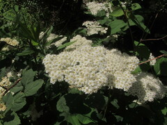 Spiraea longigemmis