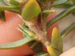Pimelea declivis