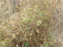 Pimelea declivis