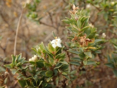 Pimelea declivis