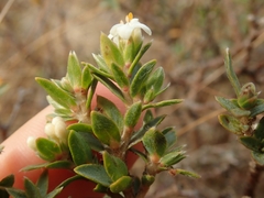Pimelea declivis