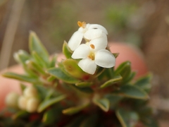 Pimelea declivis