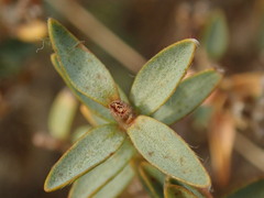 Pimelea declivis