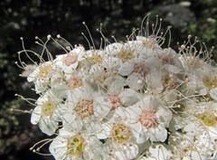 Spiraea longigemmis