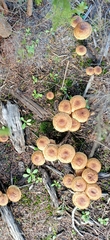 Pholiota communis