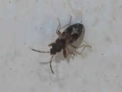 Scolopostethus affinis