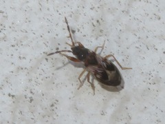 Scolopostethus affinis