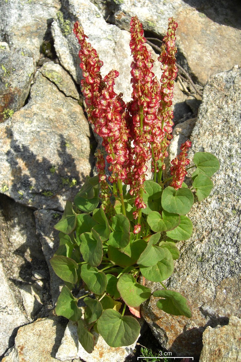 Oxyria