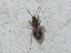 Scolopostethus affinis