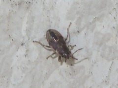 Heterogaster urticae