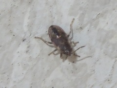 Heterogaster urticae