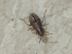 Heterogaster urticae