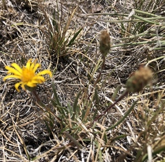 Pyrrocoma apargioides