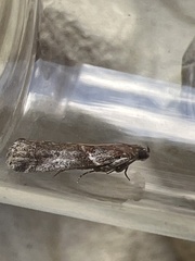 Acrobasis suavella