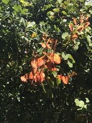 Phanera aureifolia