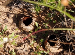 Peziza ammophila