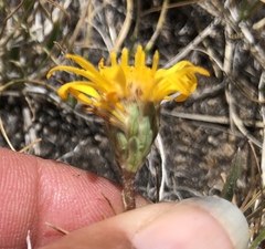 Pyrrocoma apargioides