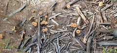 Pholiota communis