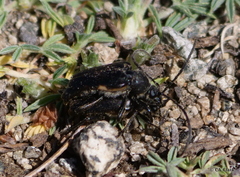 Judolia instabilis