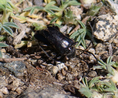 Judolia instabilis