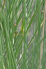 Acrometopa italica