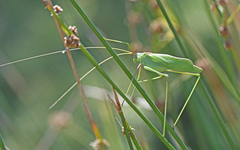 Acrometopa italica