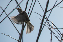 Curruca communis