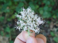 Eupatorium cannabinum