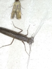 Perlamantis alliberti