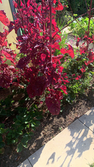 Iresine diffusa herbstii