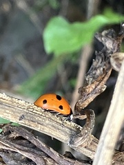 Coccinella septempunctata