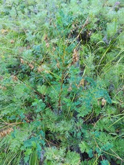 Astragalus propinquus
