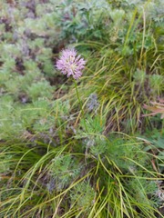 Allium strictum