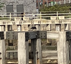 Corvus corone